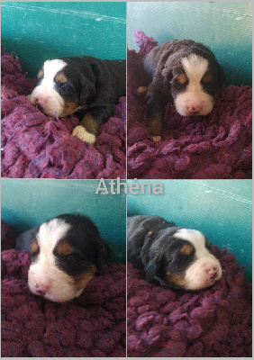 Athéna