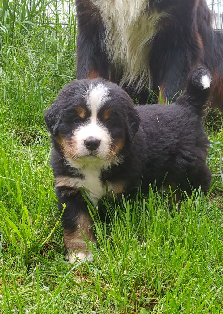 De L'horizon Des Costes - Chiots disponibles - Bouvier Bernois