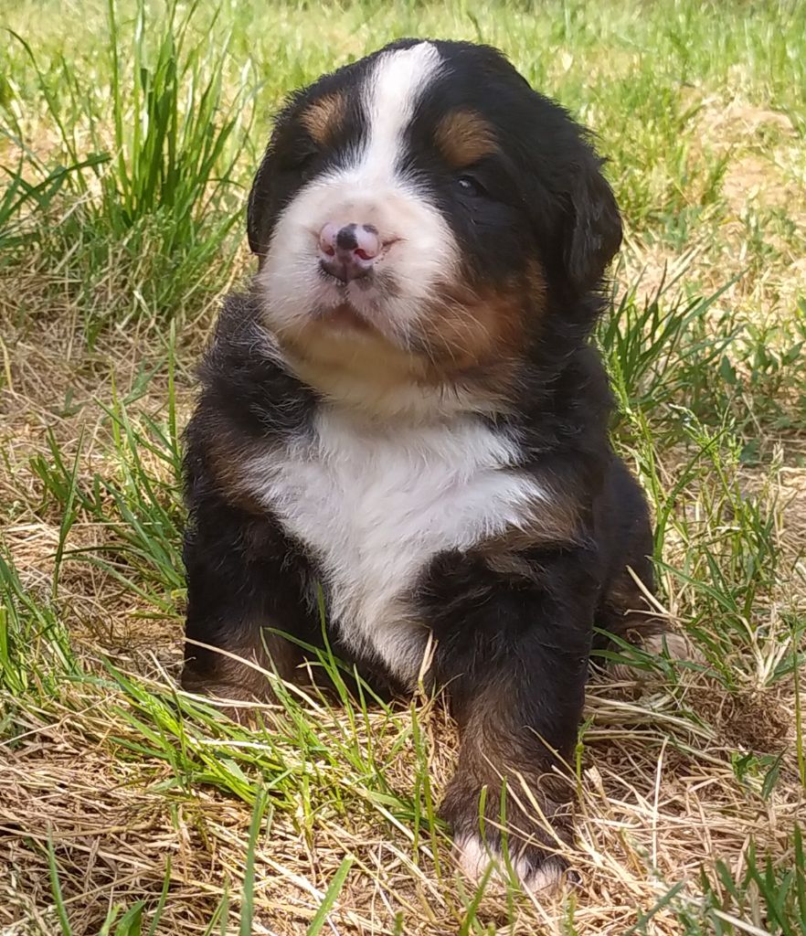 De L'horizon Des Costes - Chiots disponibles - Bouvier Bernois
