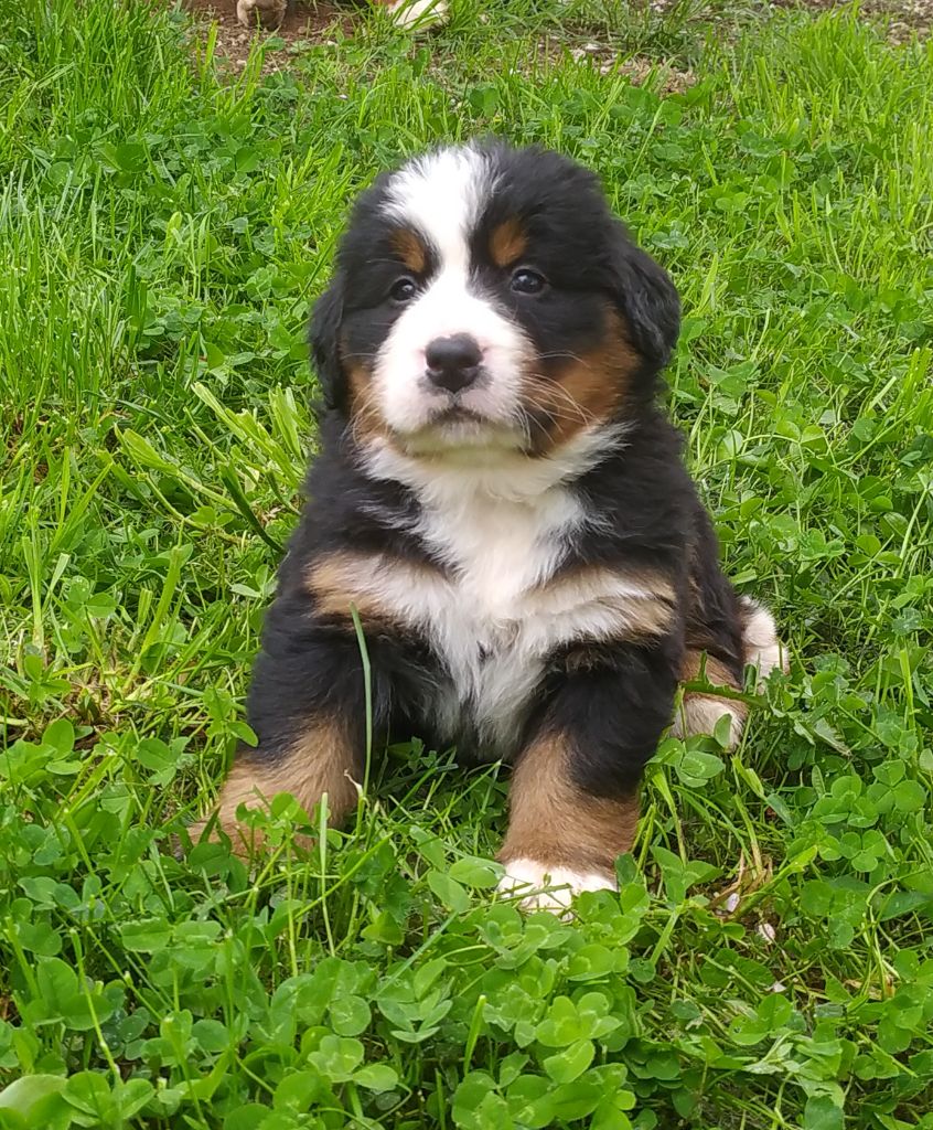 De L'horizon Des Costes - Chiots disponibles - Bouvier Bernois