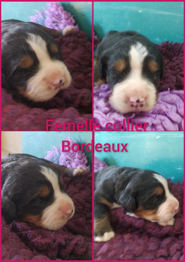 De L'horizon Des Costes - Chiots disponibles - Bouvier Bernois