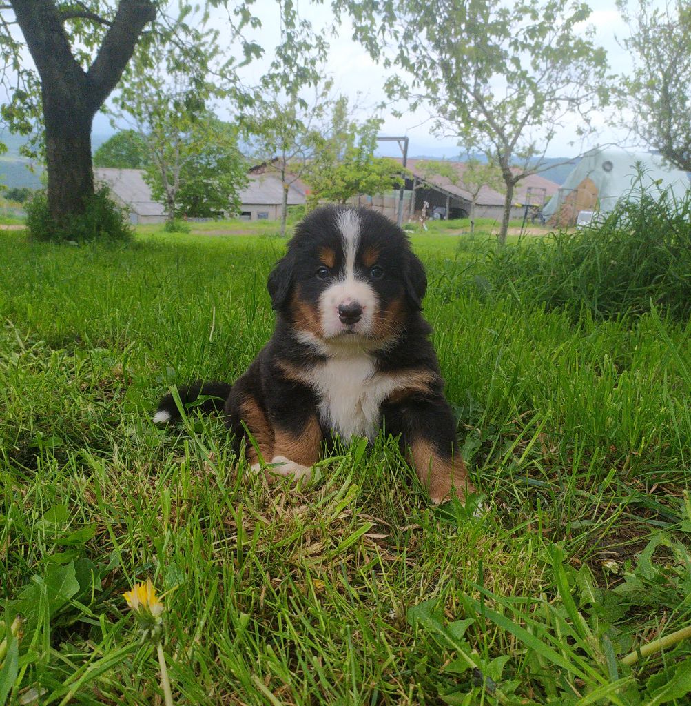 De L'horizon Des Costes - Chiots disponibles - Bouvier Bernois