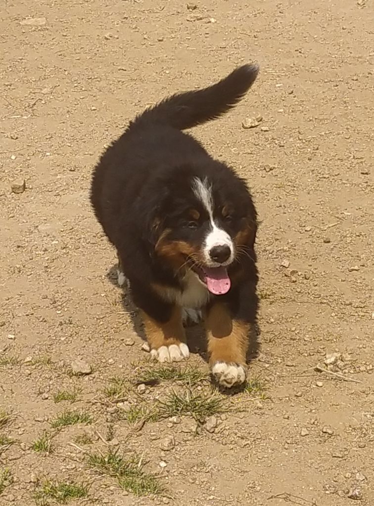 De L'horizon Des Costes - Chiots disponibles - Bouvier Bernois