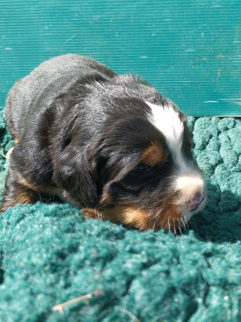 De L'horizon Des Costes - Chiots disponibles - Bouvier Bernois