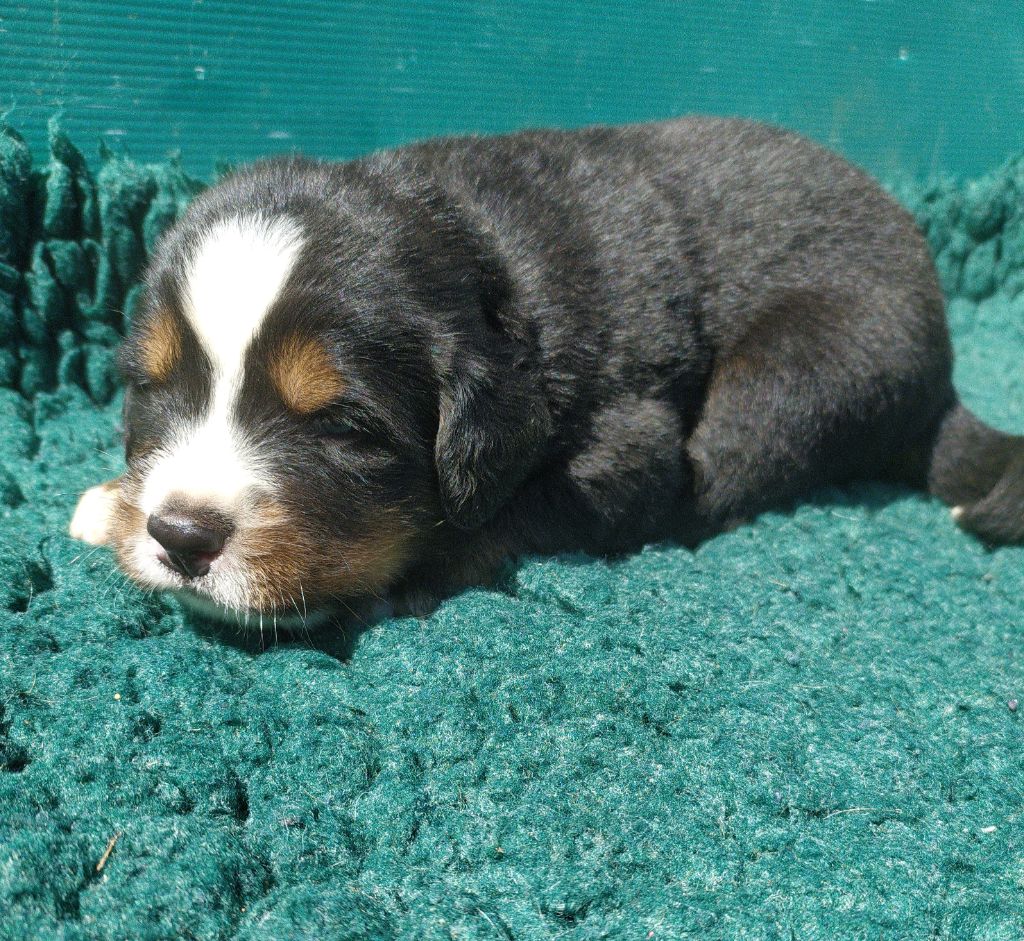 De L'horizon Des Costes - Chiots disponibles - Bouvier Bernois