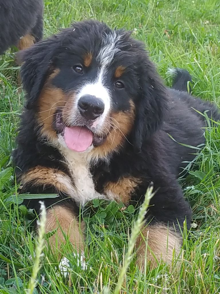 De L'horizon Des Costes - Chiots disponibles - Bouvier Bernois