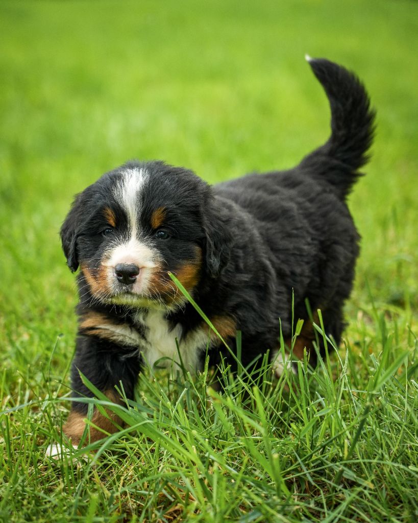 De L'horizon Des Costes - Chiots disponibles - Bouvier Bernois