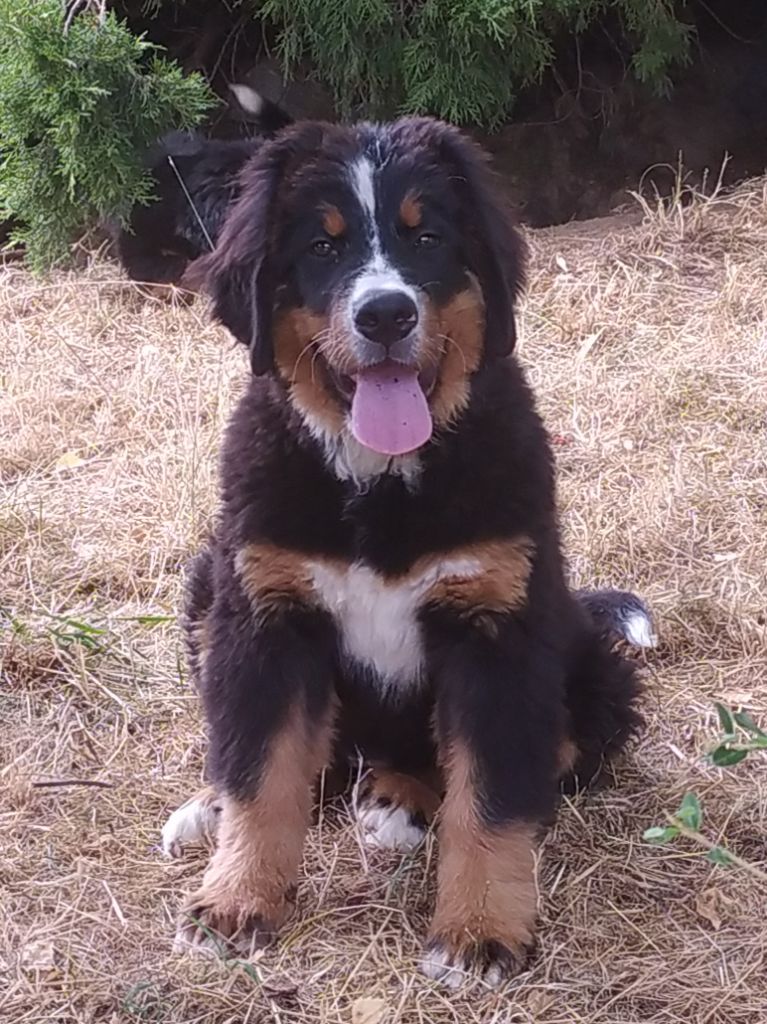 De L'horizon Des Costes - Chiots disponibles - Bouvier Bernois