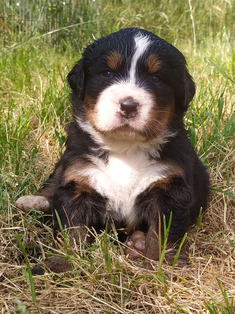 De L'horizon Des Costes - Chiots disponibles - Bouvier Bernois