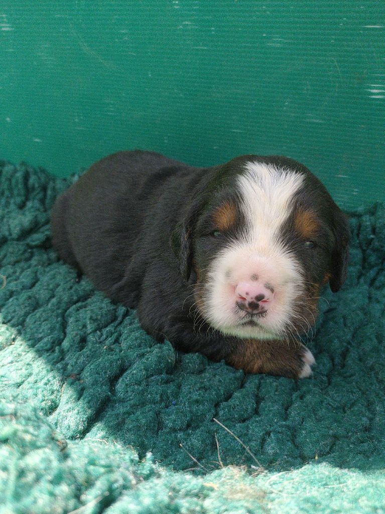 De L'horizon Des Costes - Chiots disponibles - Bouvier Bernois